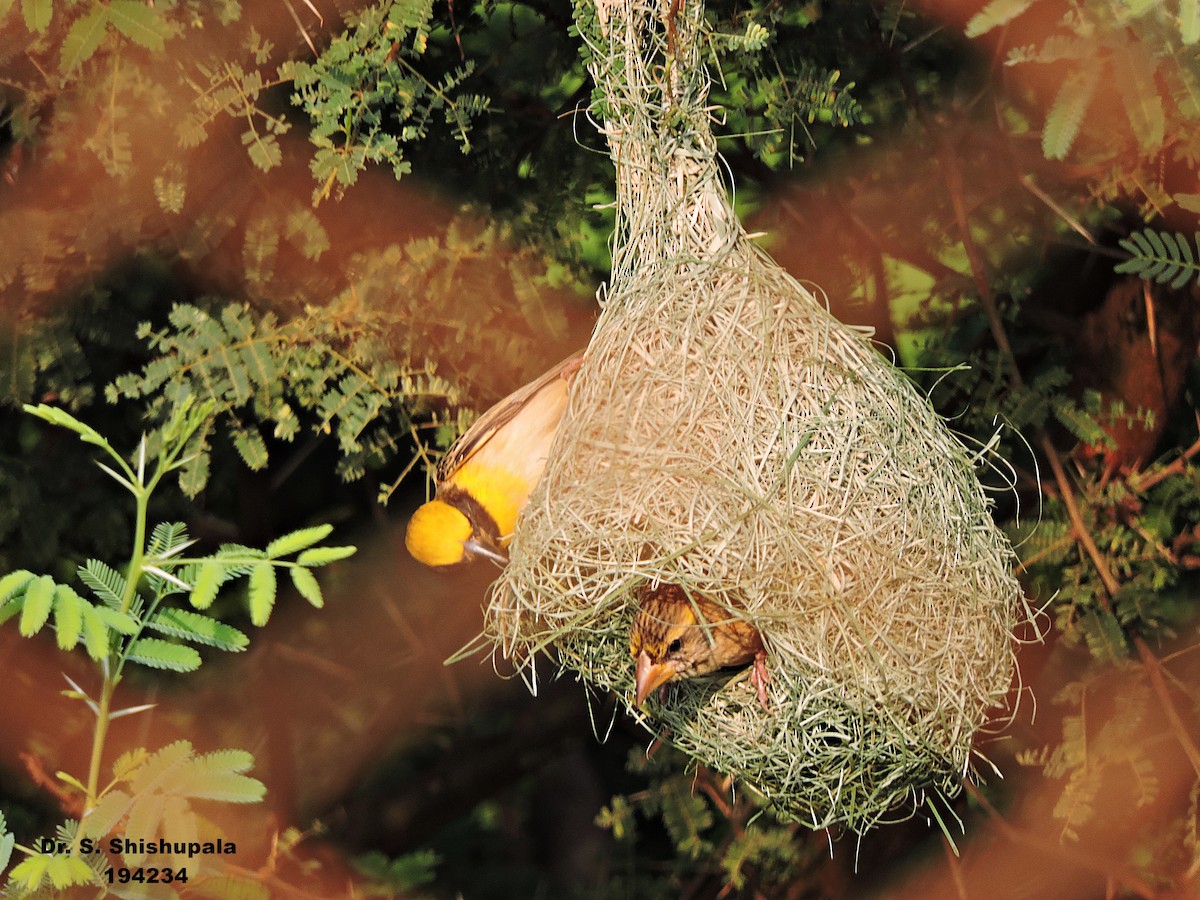 Baya Weaver - ML153060781