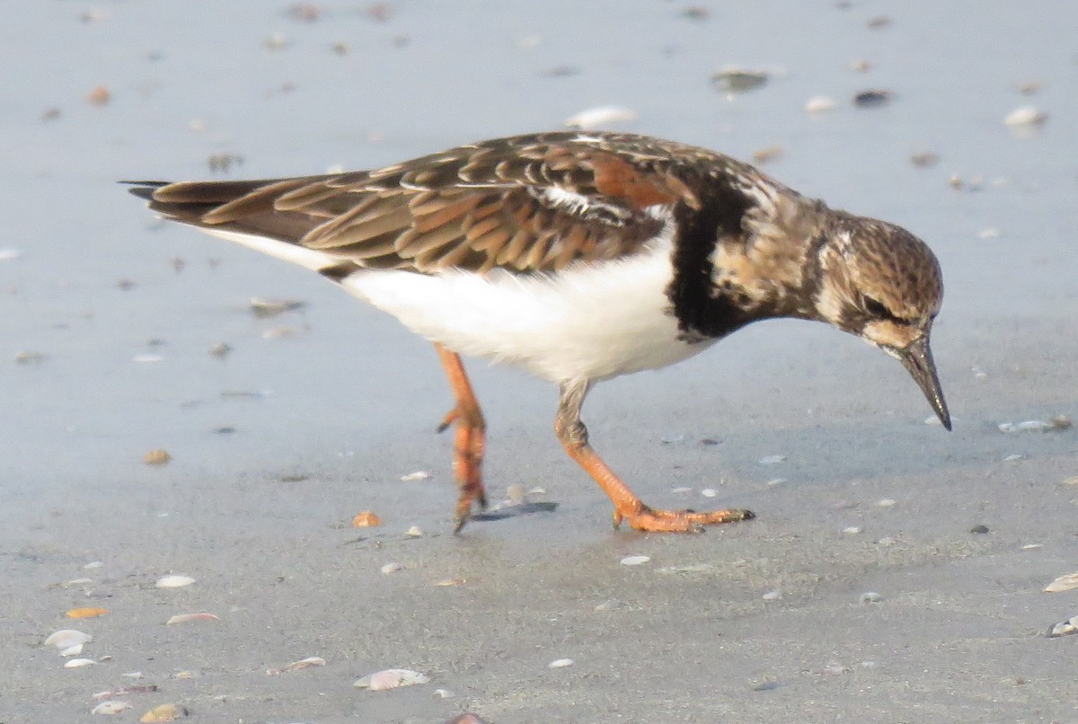 Ruddy Turnstone - ML153060921