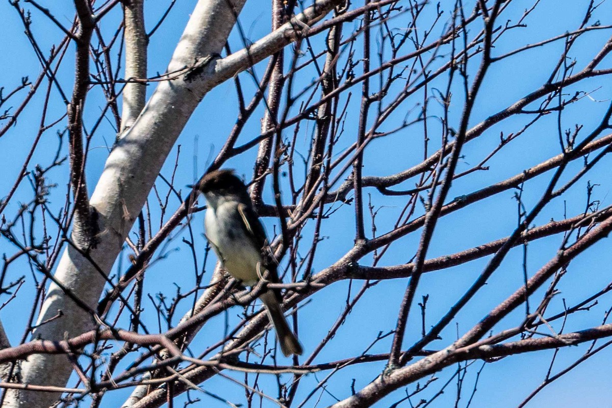 Eastern Phoebe - ML153060991