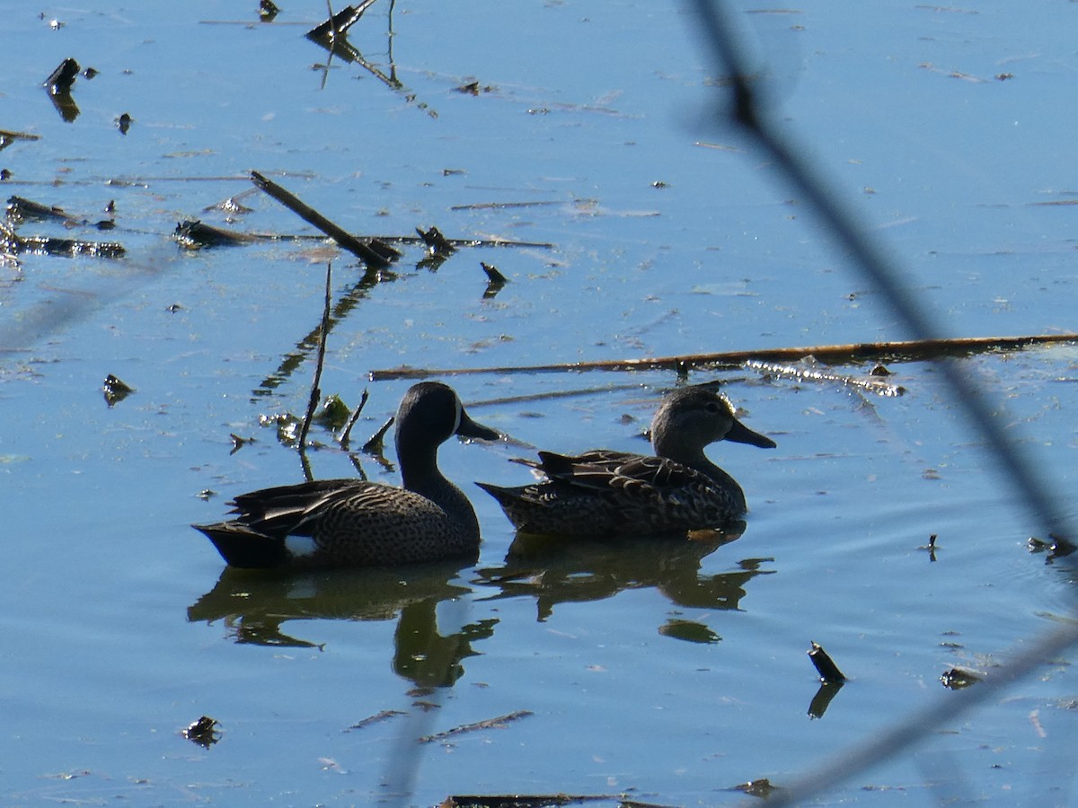 Blue-winged Teal - ML153061061
