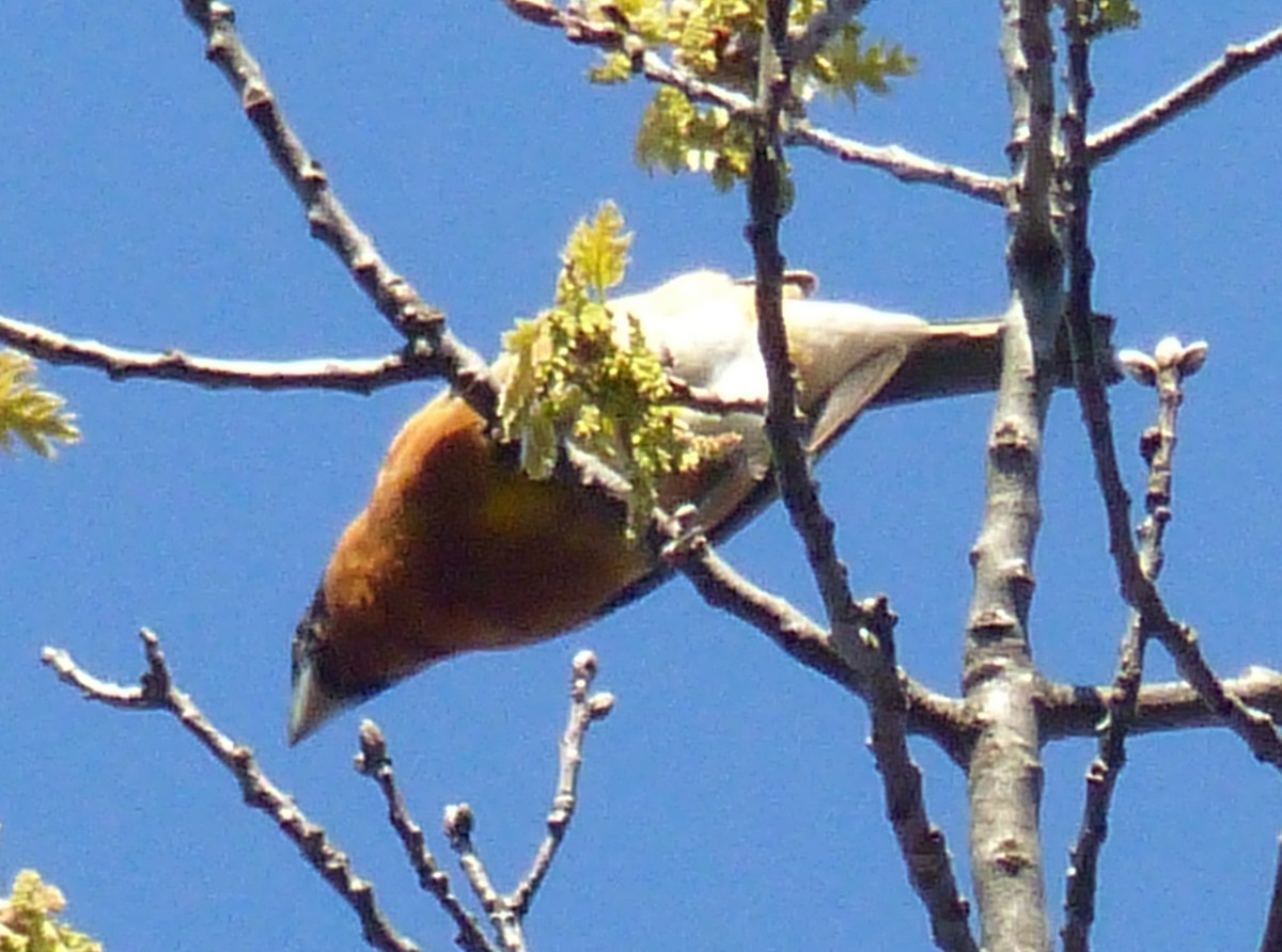 Black-headed Grosbeak - ML153061181