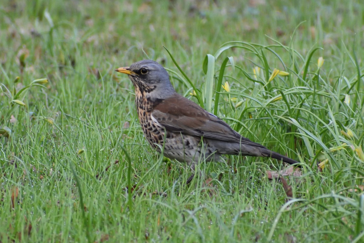 Fieldfare - ML153061231