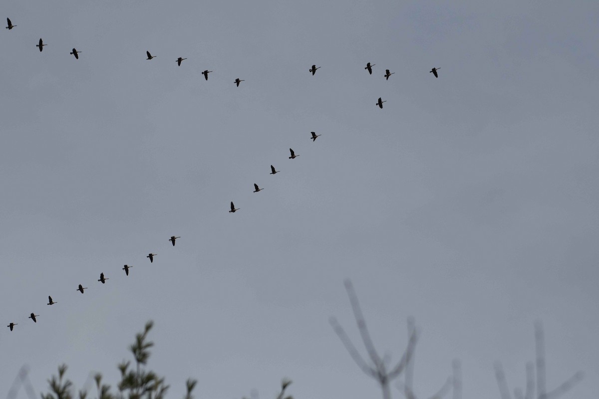 Canada Goose - ML153061251