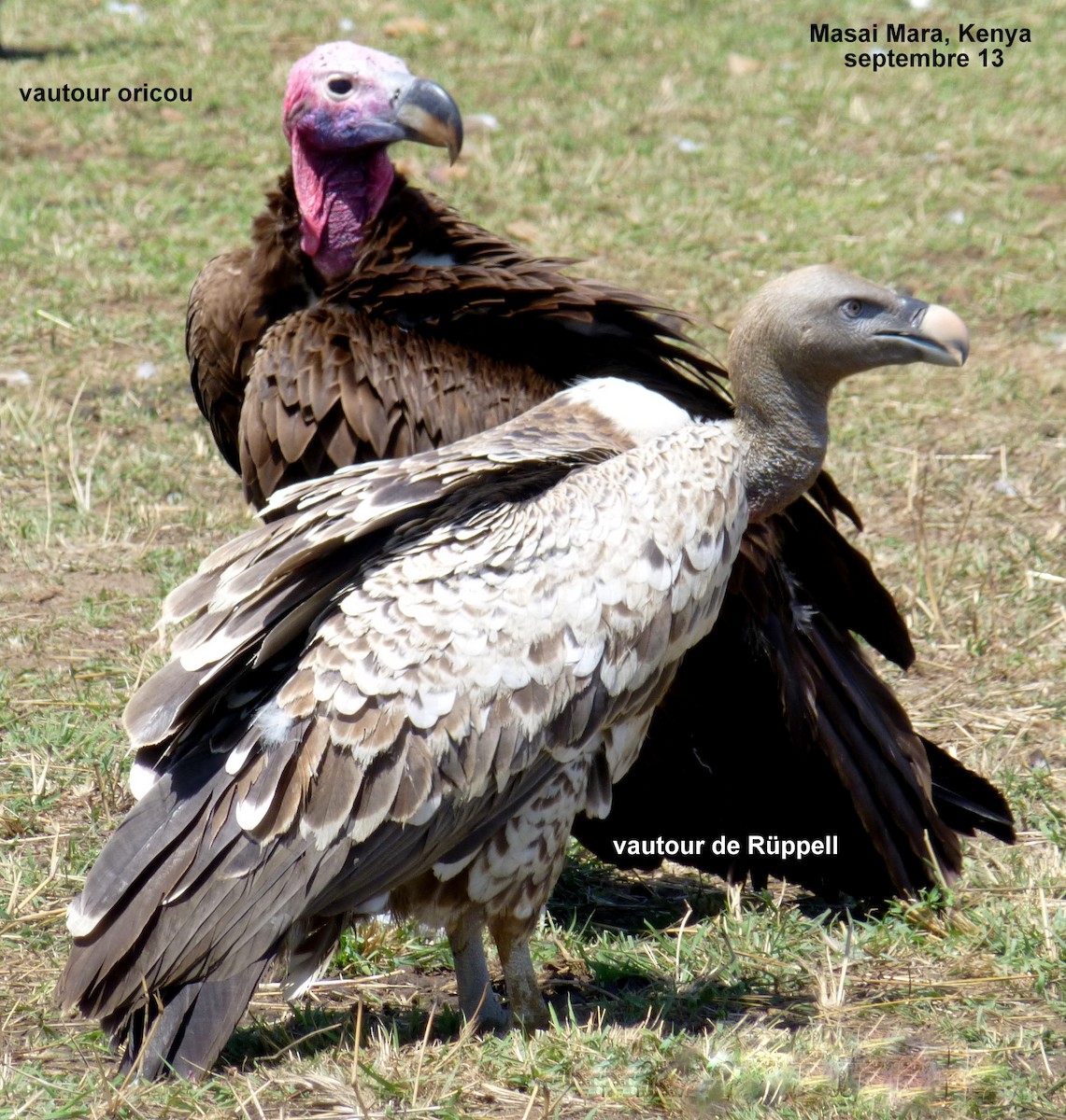 Lappet-faced Vulture - ML153061311