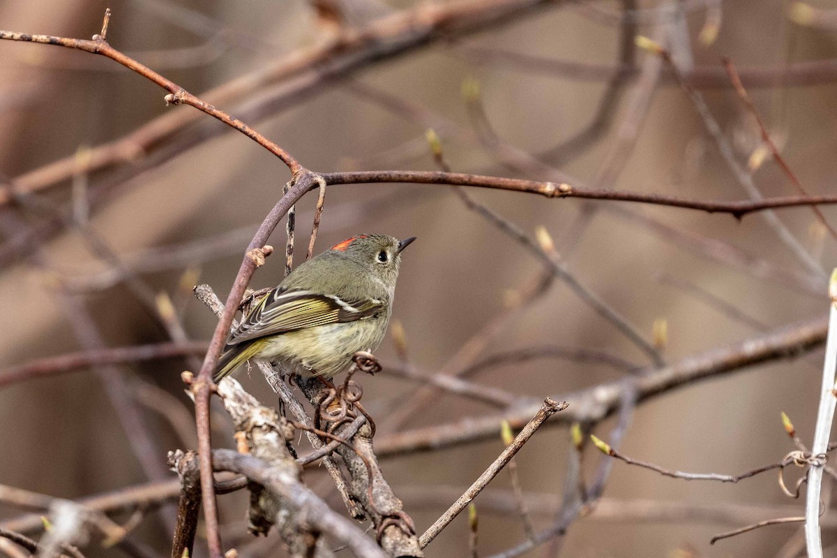 Ruby-crowned Kinglet - Bernard Barsalo