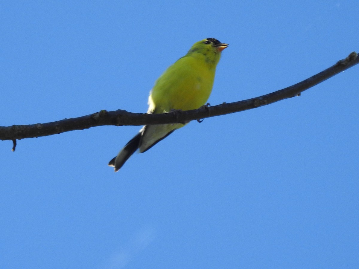 American Goldfinch - ML153061371