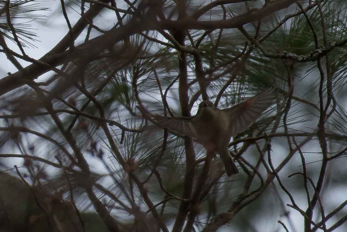 Roitelet à couronne rubis - ML153061381