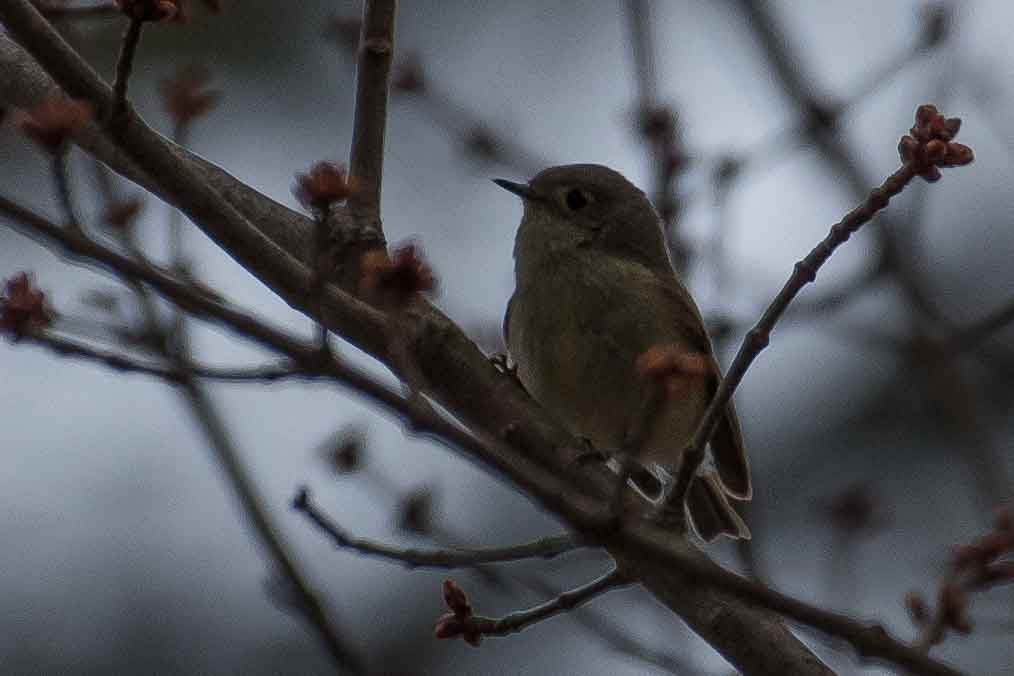 Roitelet à couronne rubis - ML153061391