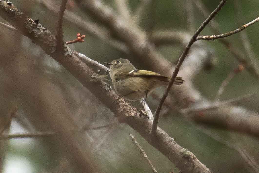 Ruby-crowned Kinglet - ML153061401