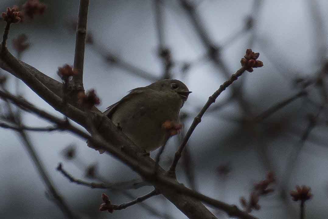 Ruby-crowned Kinglet - ML153061421