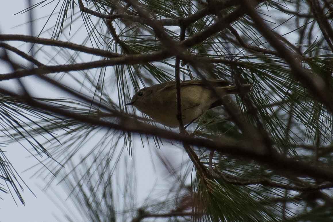 Ruby-crowned Kinglet - ML153061431