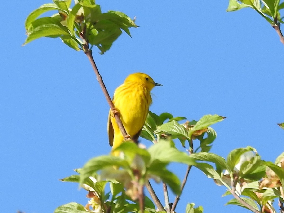 Yellow Warbler - ML153061541