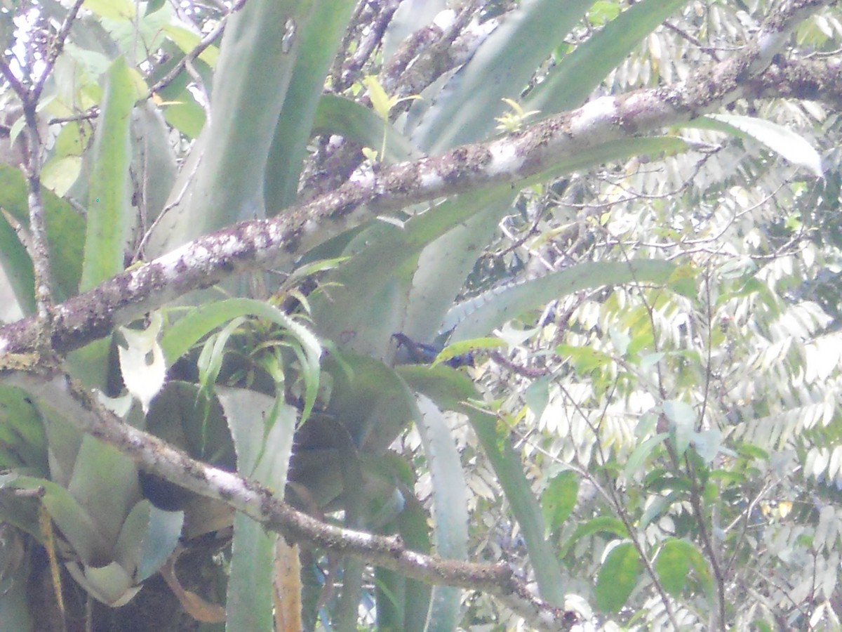 Golden-hooded Tanager - ML153061561