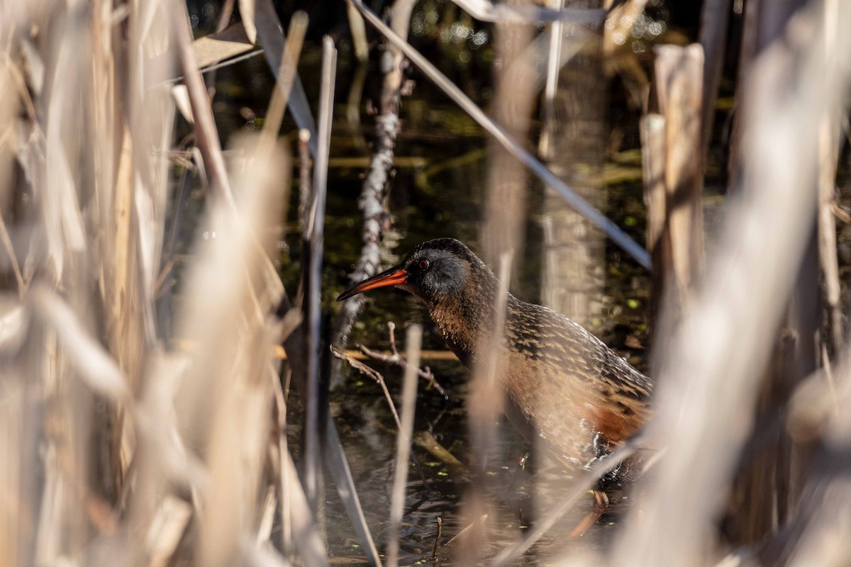 Virginia Rail - ML153061671