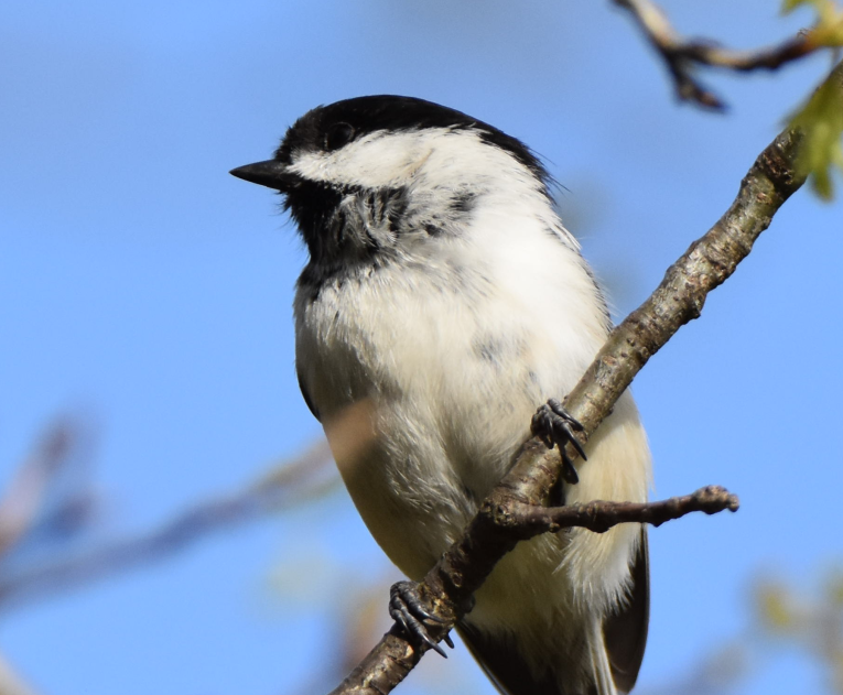 Black-capped Chickadee - ML153061701