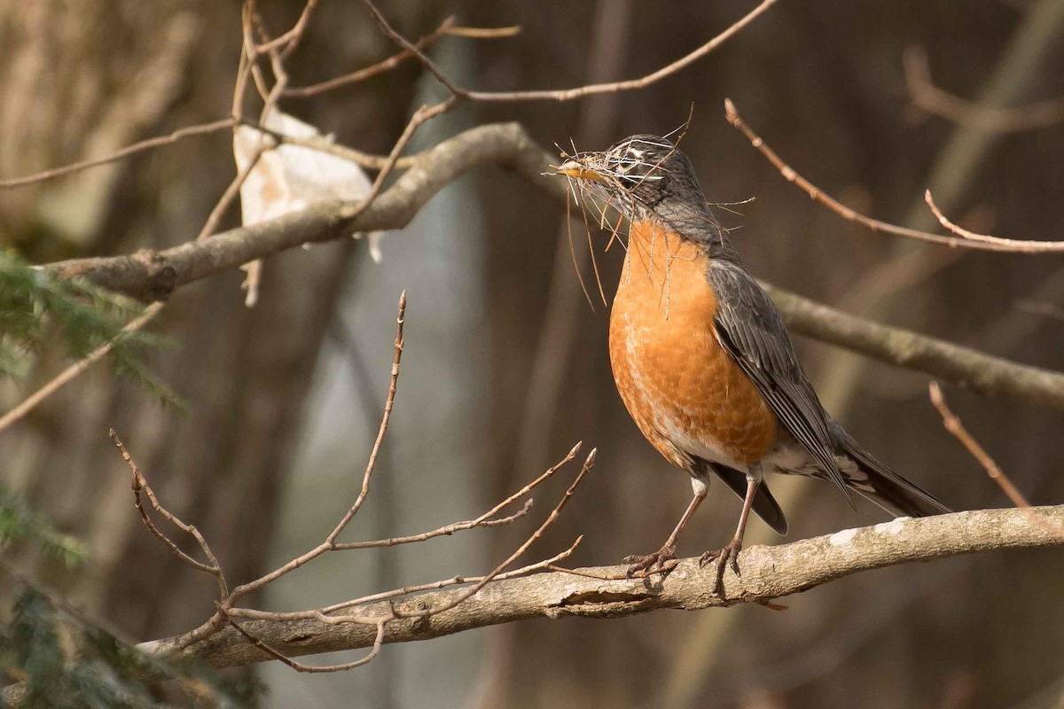 American Robin - ML153061721