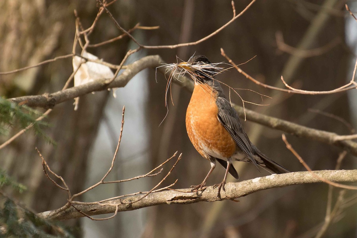 American Robin - ML153061731