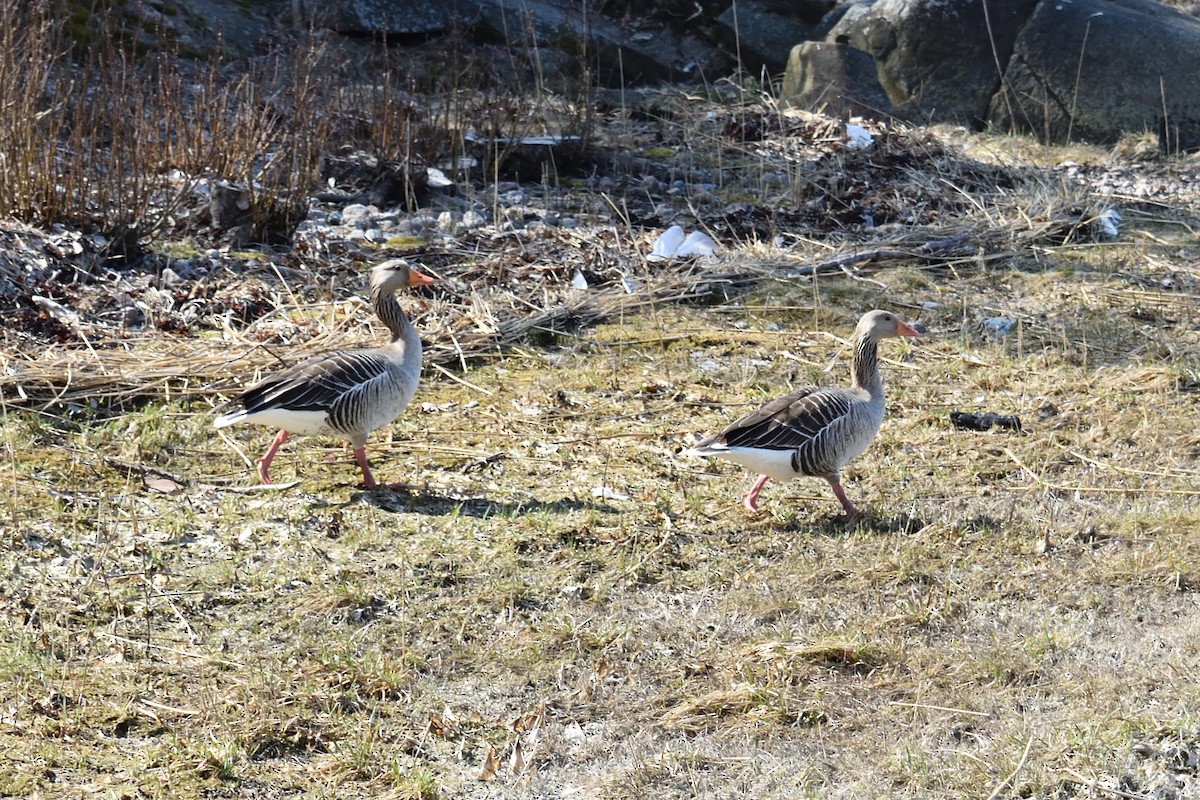 Graylag Goose - ML153061771