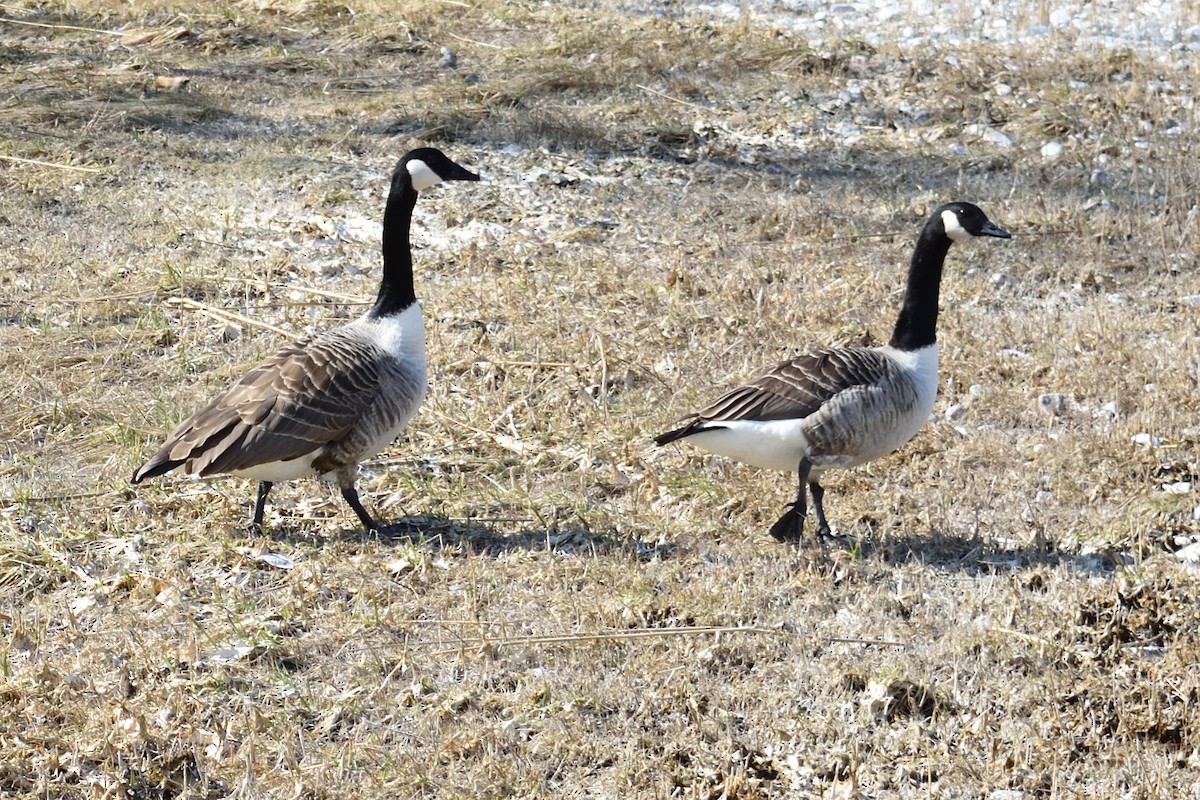 Canada Goose - ML153061811