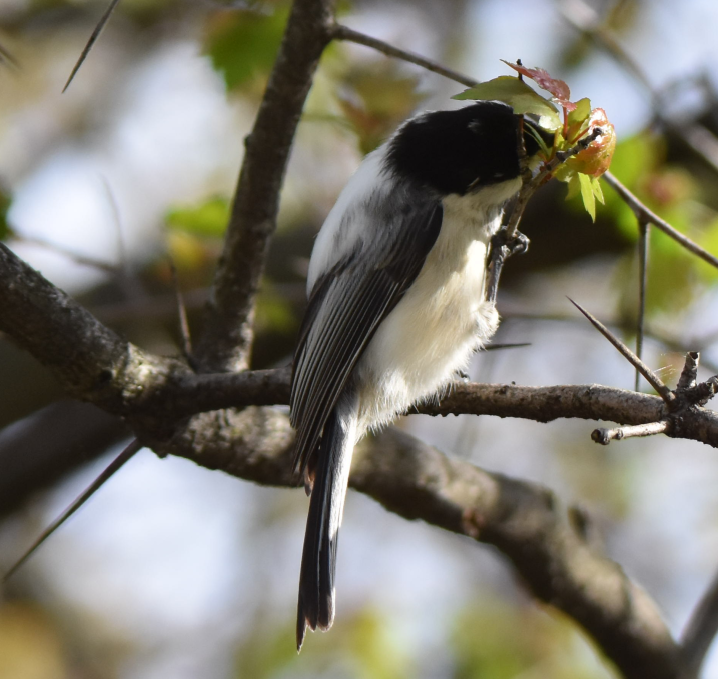 Mésange à tête noire - ML153061861