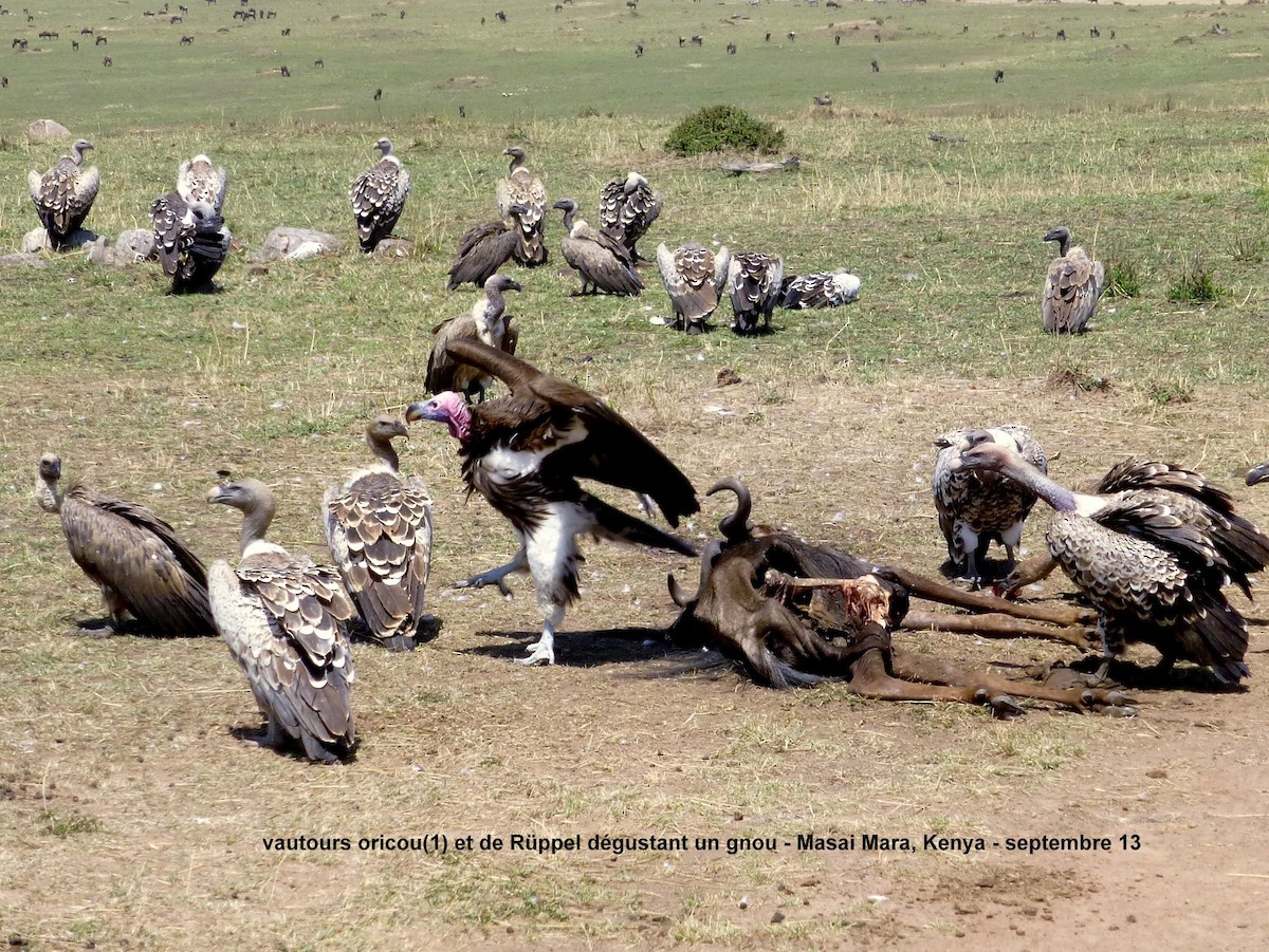 Lappet-faced Vulture - ML153062161