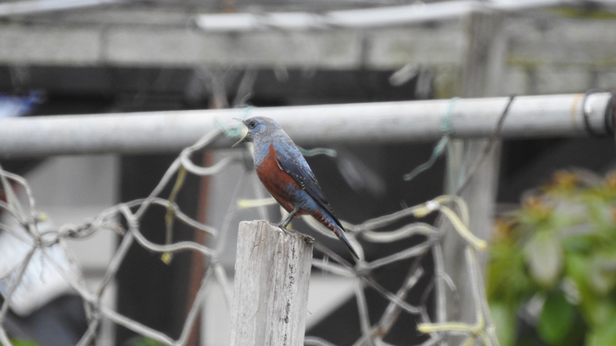 Blue Rock-Thrush (philippensis) - SHIH-BIN TSAI