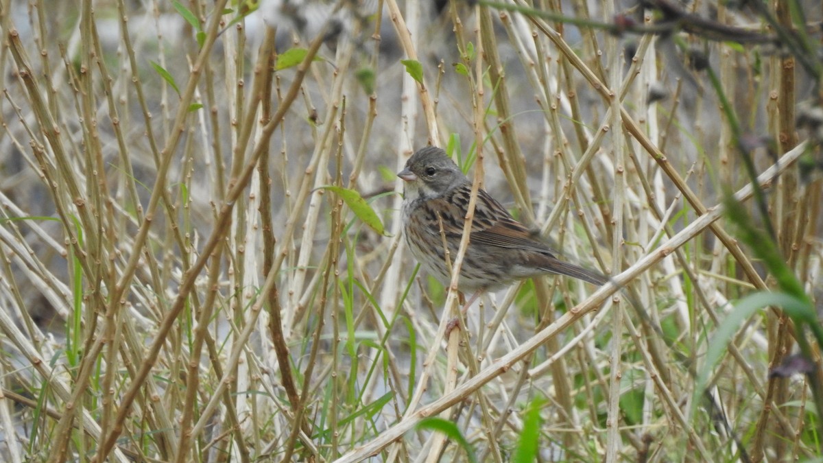 Black-faced/Masked Bunting - ML153062941