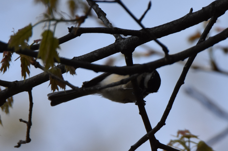 Mésange à tête noire - ML153063201