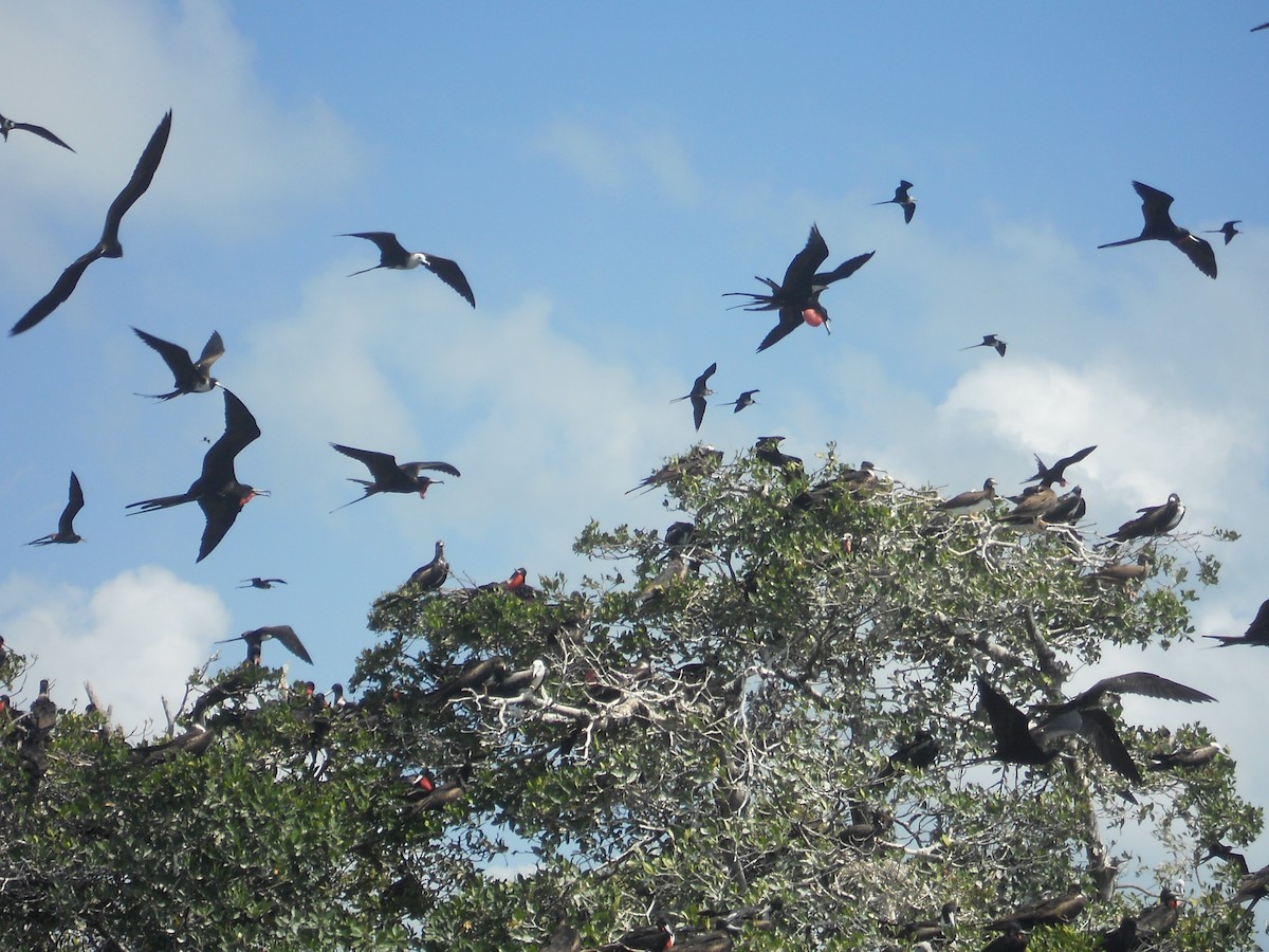 Magnificent Frigatebird - ML153063221