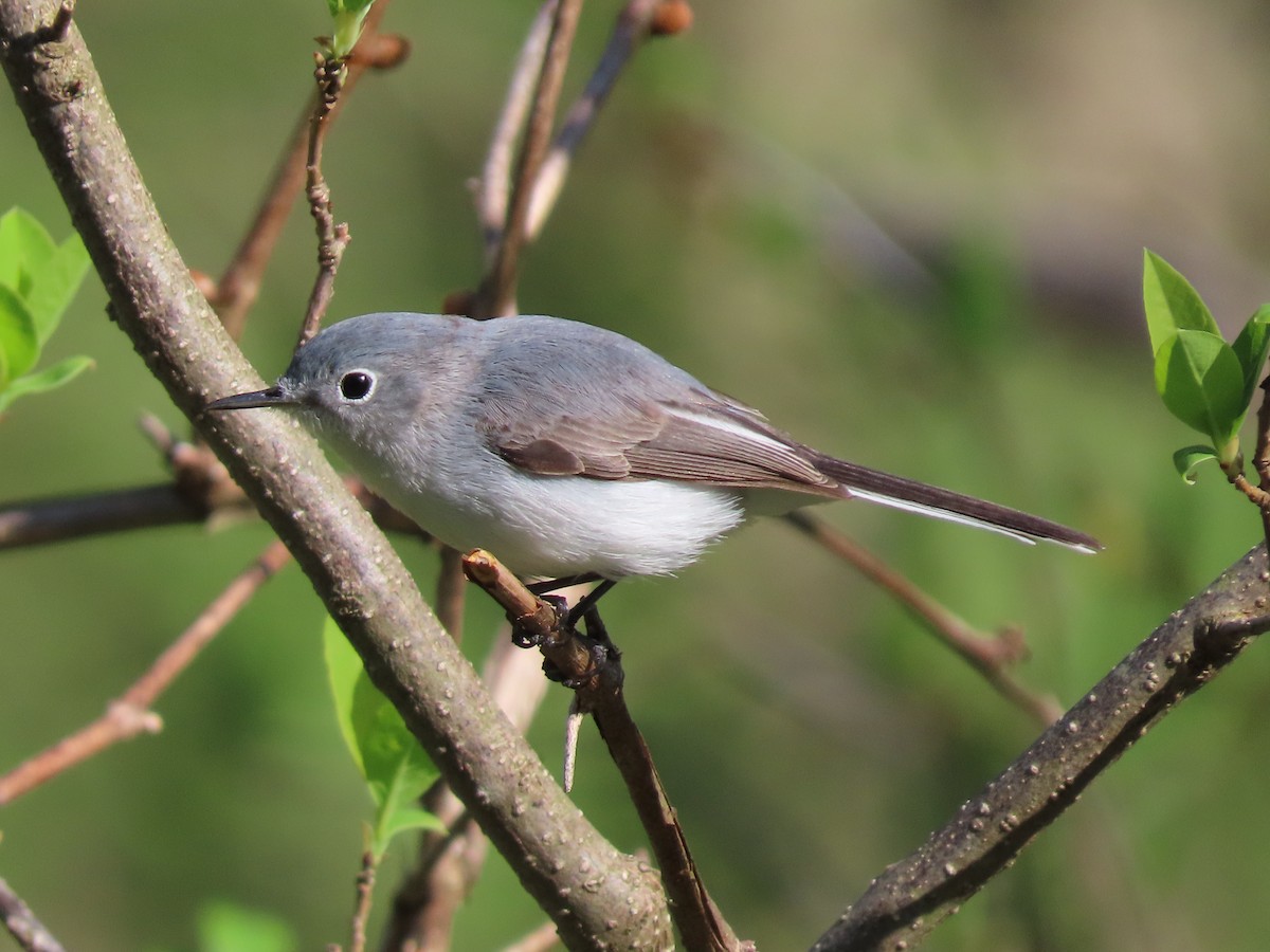 Blue-gray Gnatcatcher - ML153063401