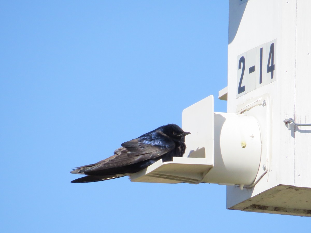 Purple Martin - ML153063591