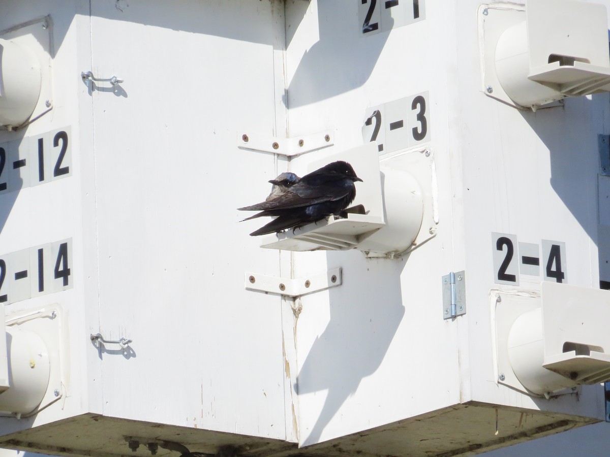 Purple Martin - ML153063621