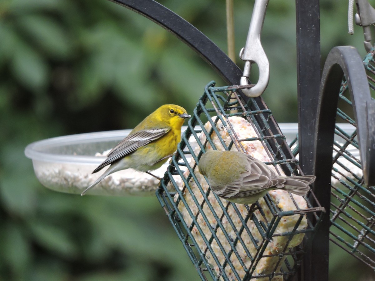 Pine Warbler - ML153063681