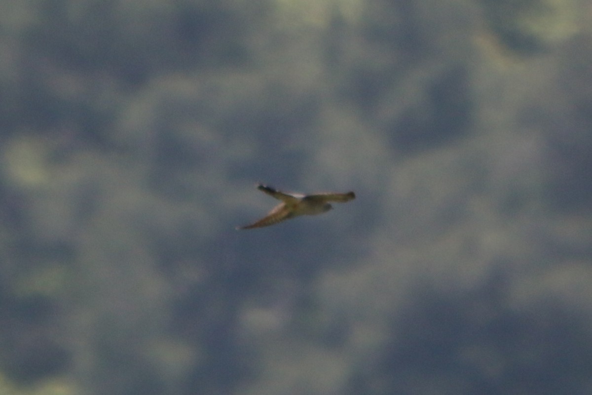 Common Cuckoo - ML153063851