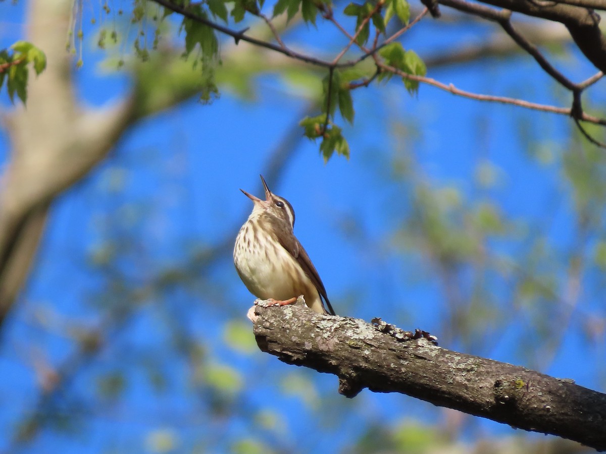 Paruline hochequeue - ML153063871