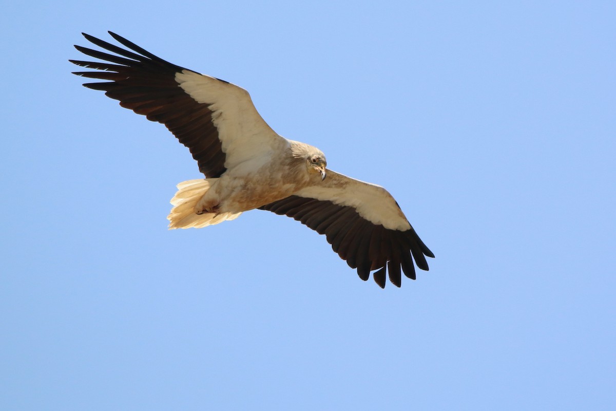 Egyptian Vulture - ML153063881