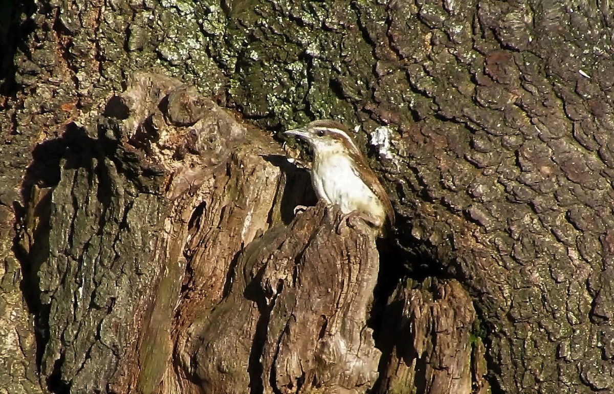 Carolina Wren - ML153063891