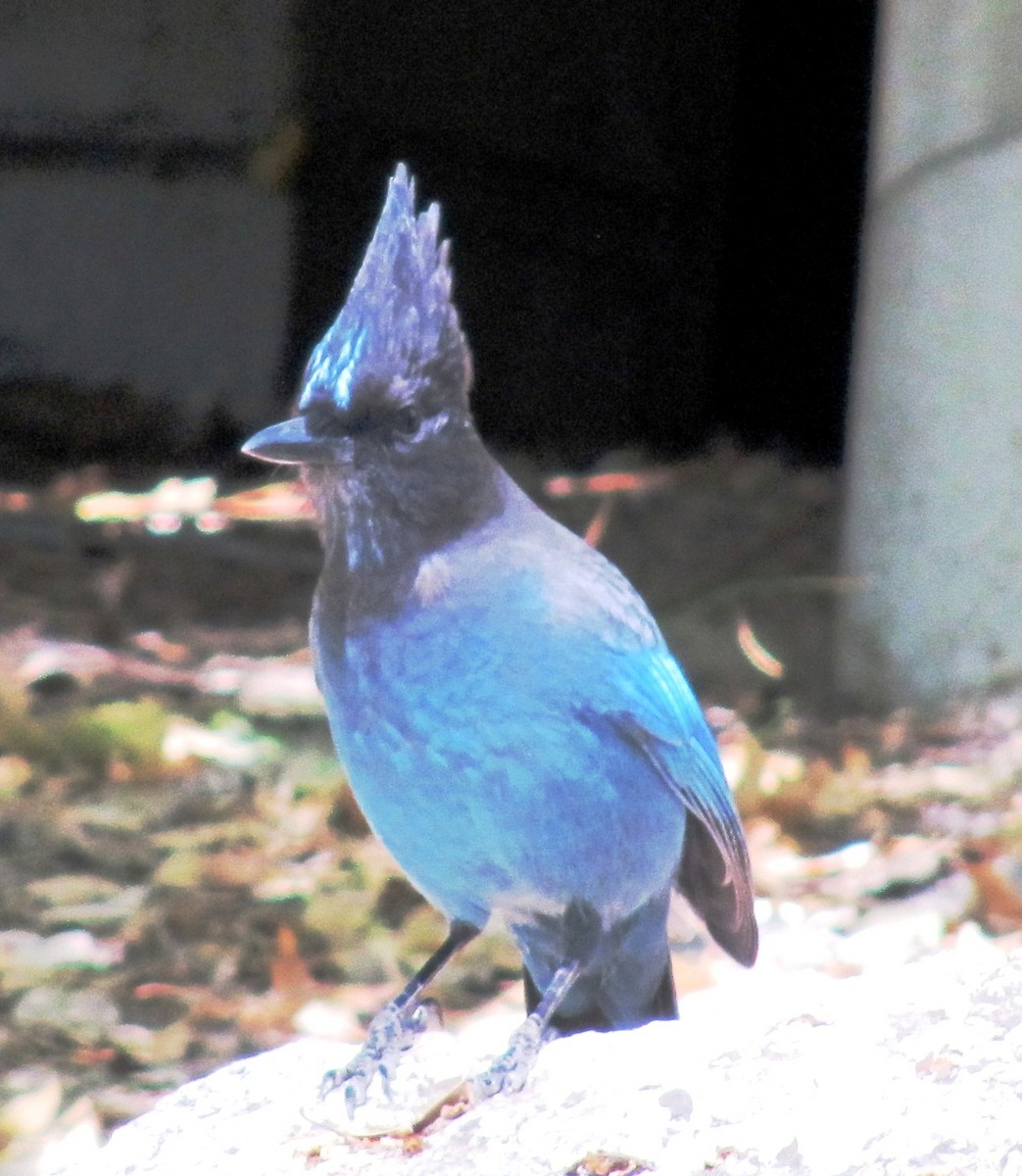 Steller's Jay - ML153063971