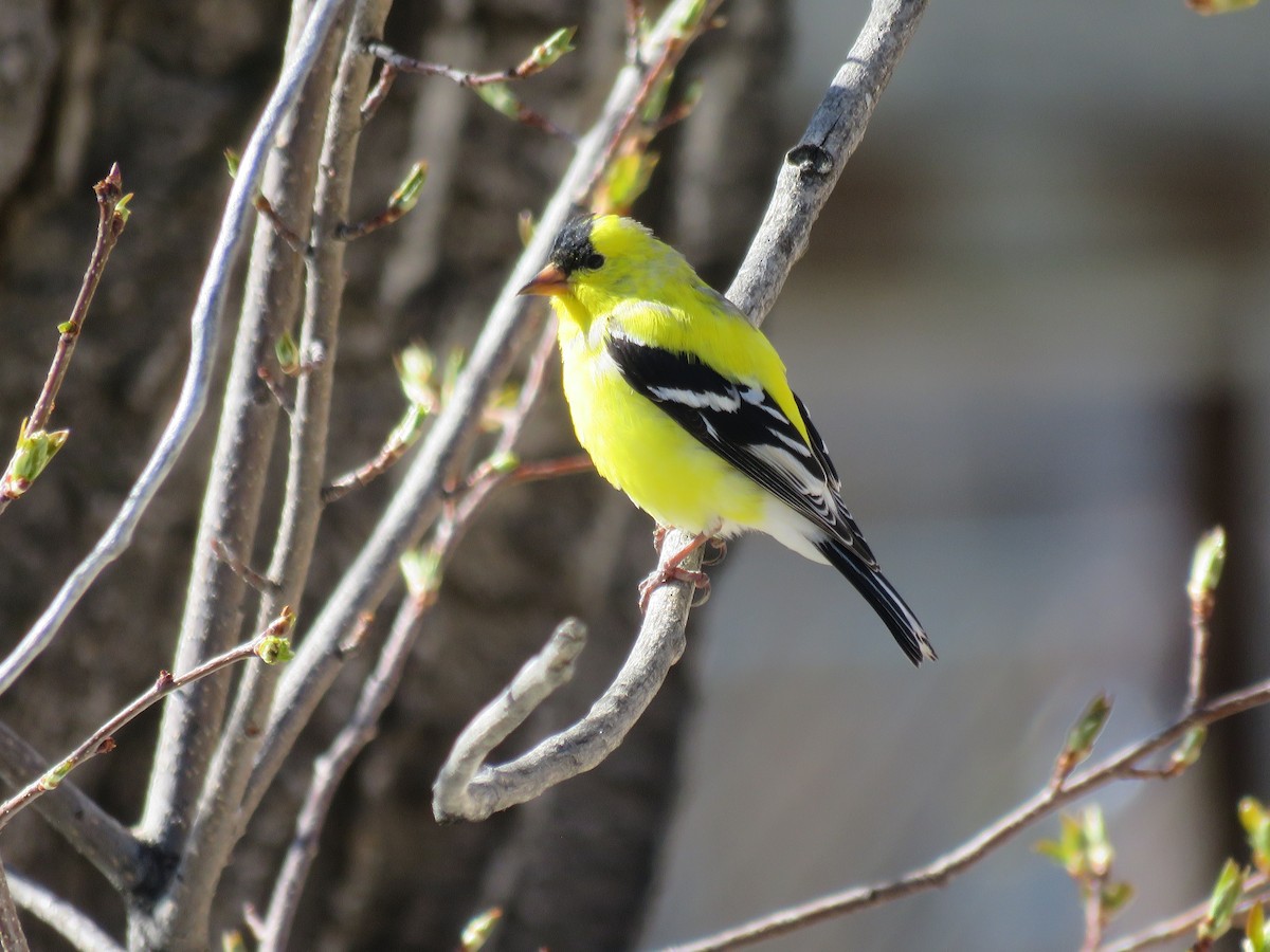 American Goldfinch - ML153064211