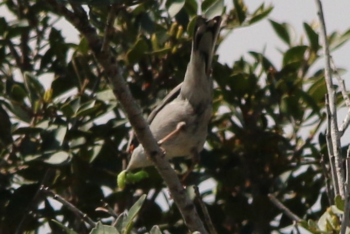 Sardinian Warbler - ML153064221