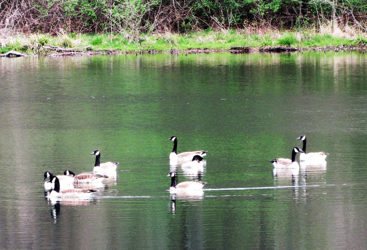 Canada Goose - ML153064351