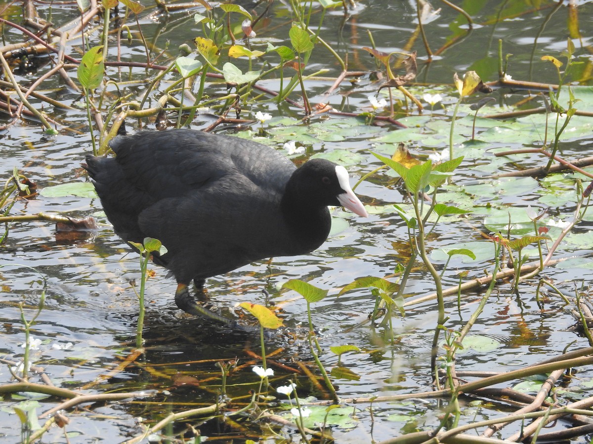 Eurasian Coot - ML153064471