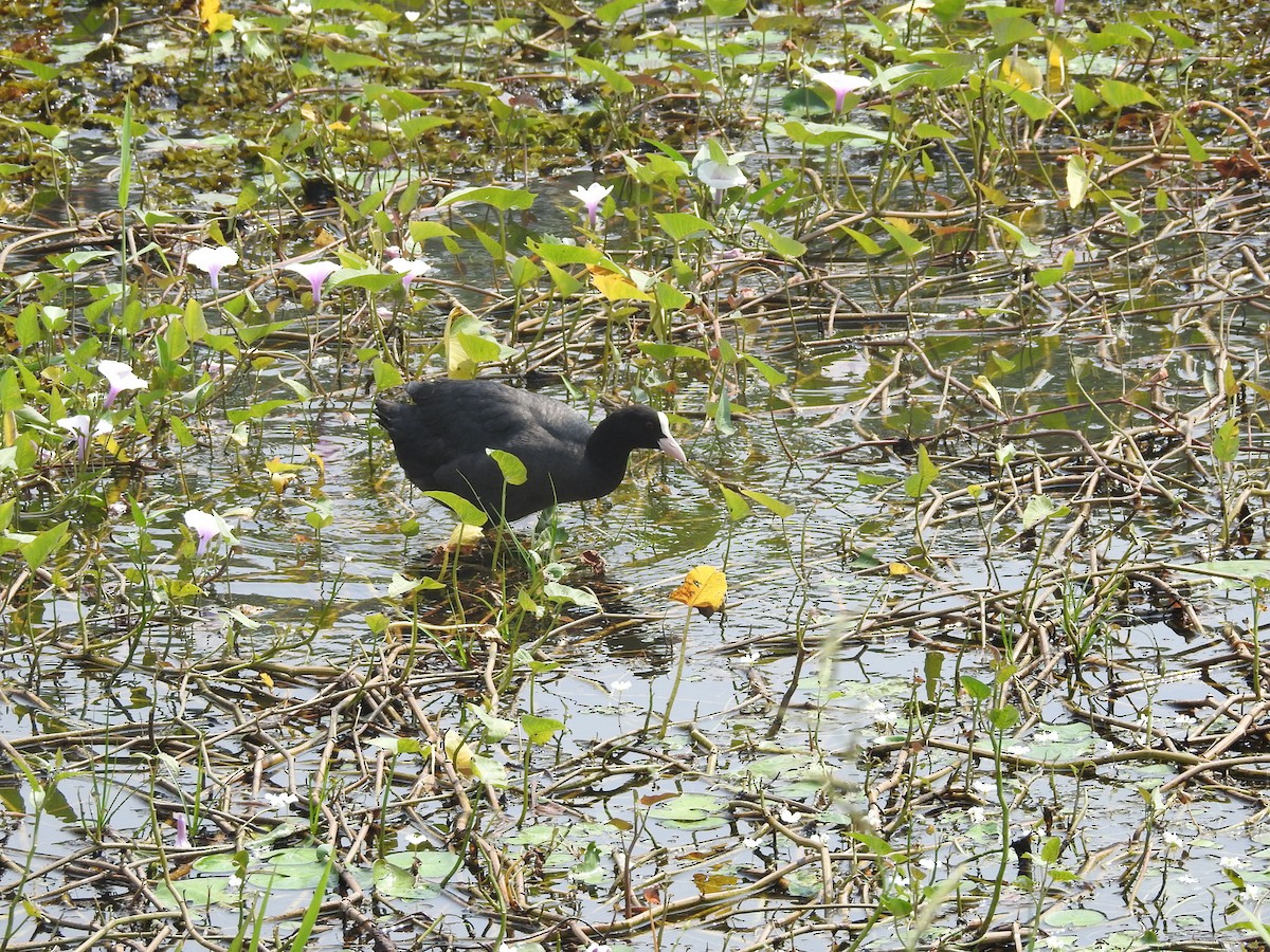 Eurasian Coot - ML153064511