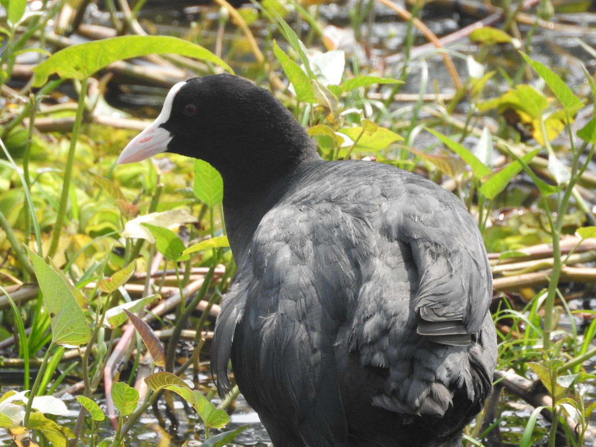 Eurasian Coot - ML153064551