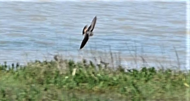 Cliff Swallow - ML153064601