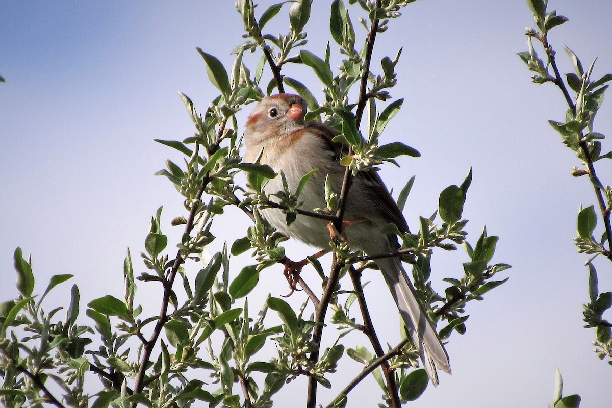 Field Sparrow - Fred Kachmarik