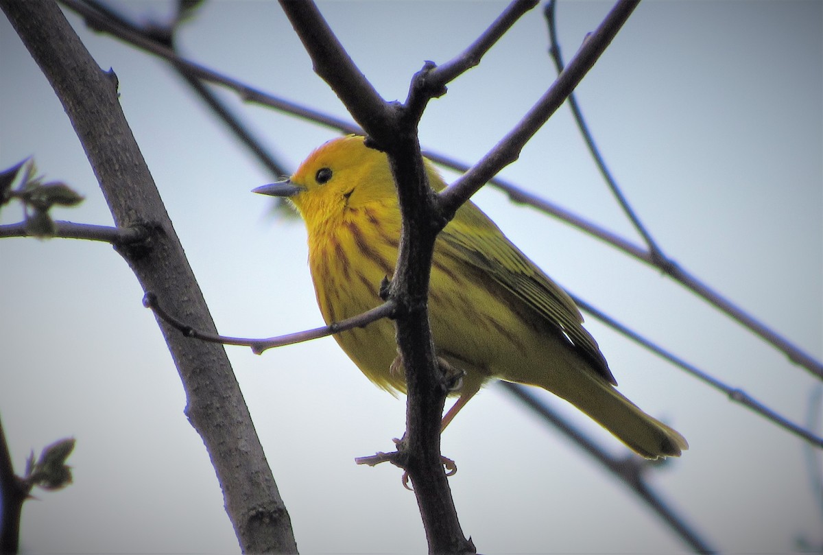 Paruline jaune - ML153064851