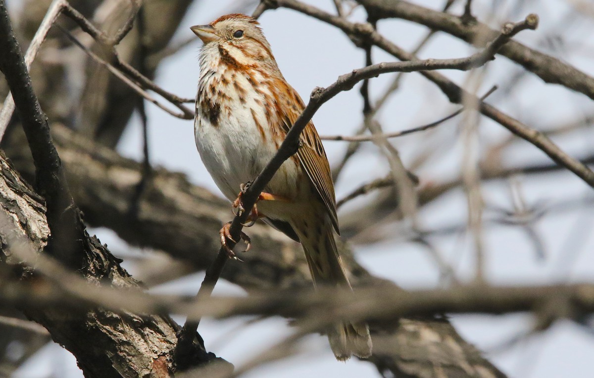 Song Sparrow - ML153064881