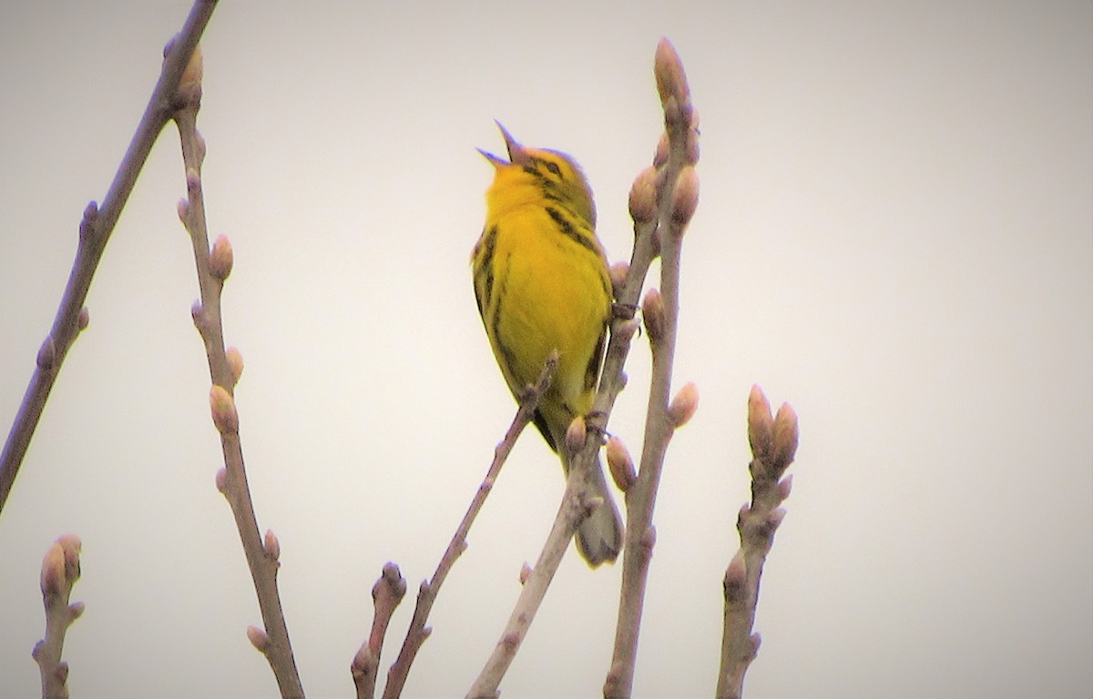 Prairie Warbler - ML153064911