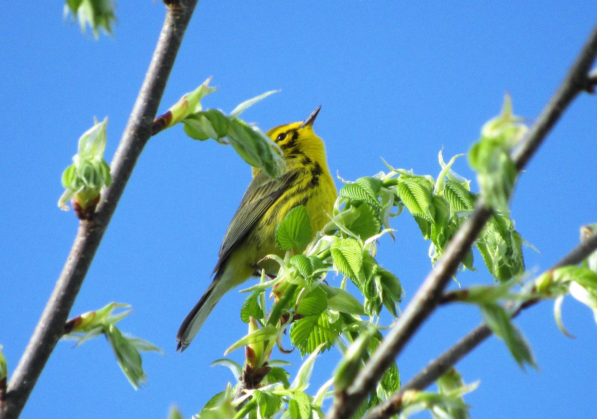 Rotmantel-Waldsänger - ML153064921